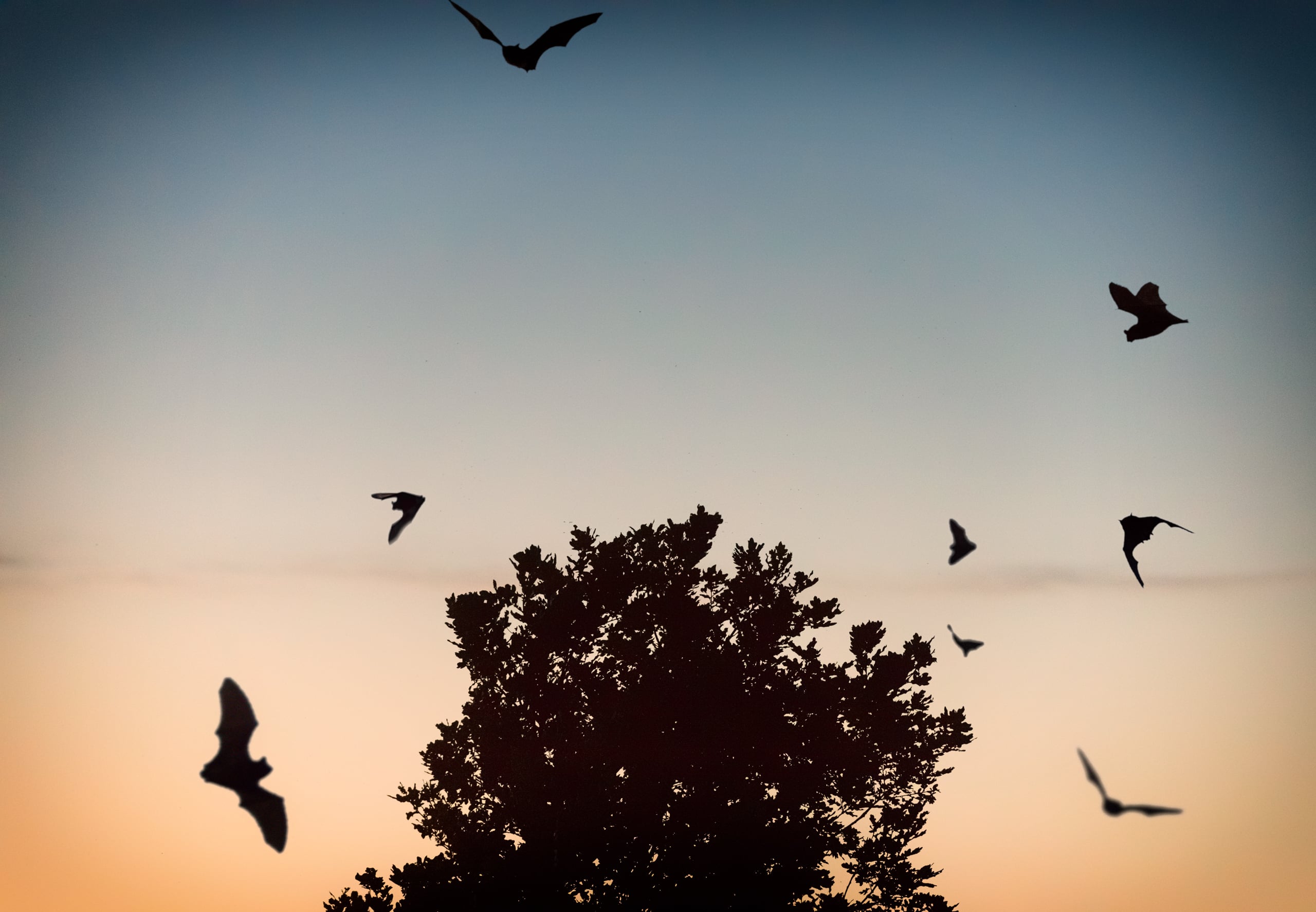 Bats having a feast hunting for insects around the old cherry tree in my garden.