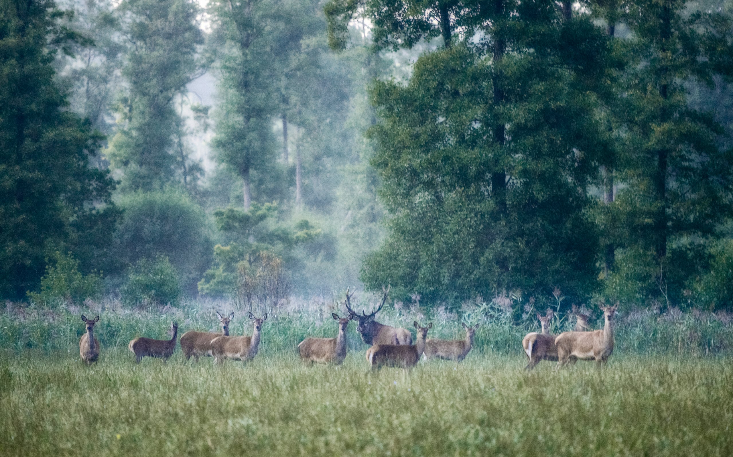 A red deer and his herd are paying close attention to me.